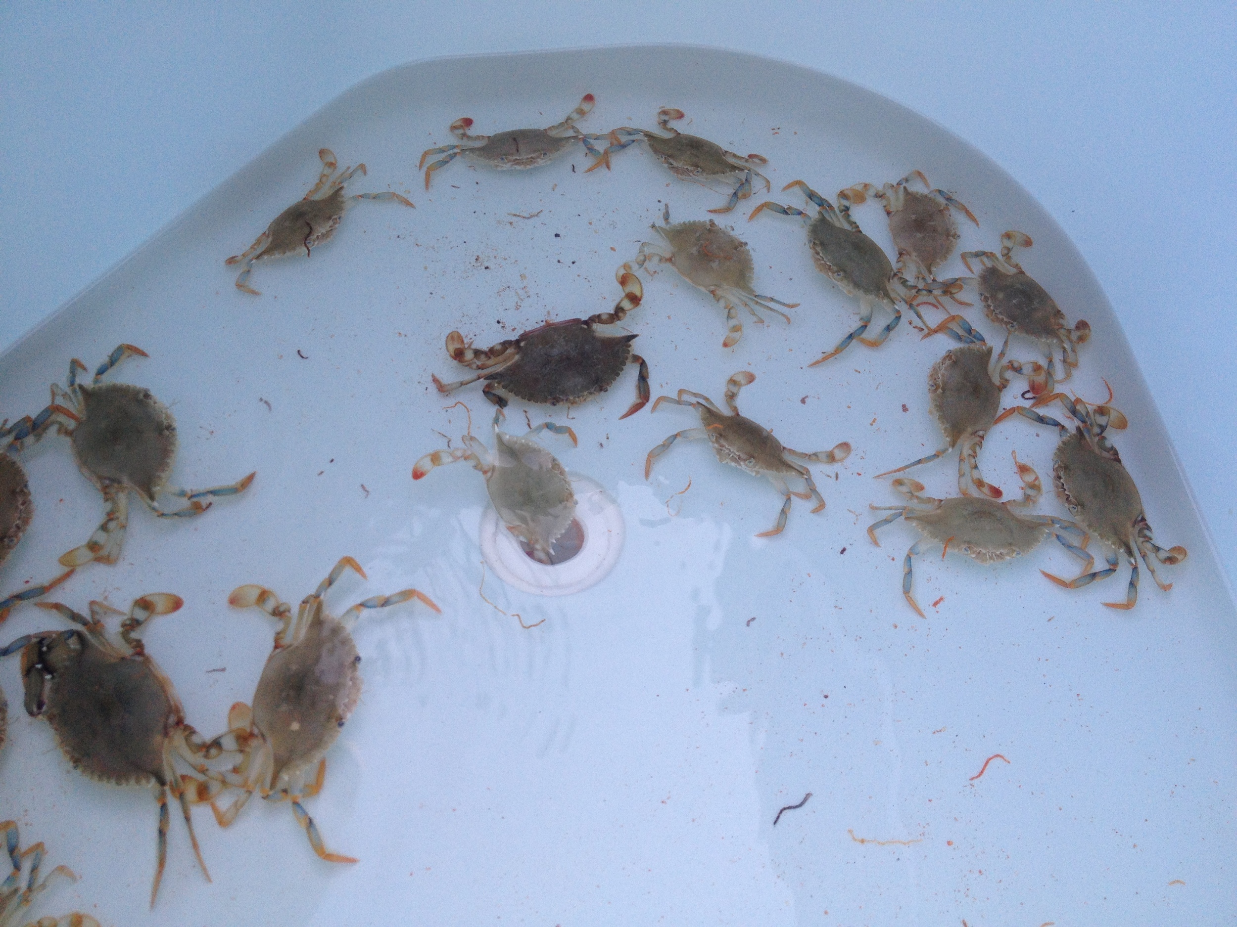 A beautiful sight! My livewell with a good supply of healthy crabs, ready to go.