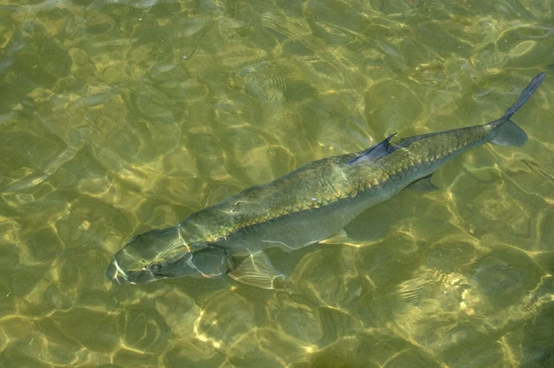 FLY TYING-MARABOU TOAD TARPON FLY- PETER SMITH SS FLIES