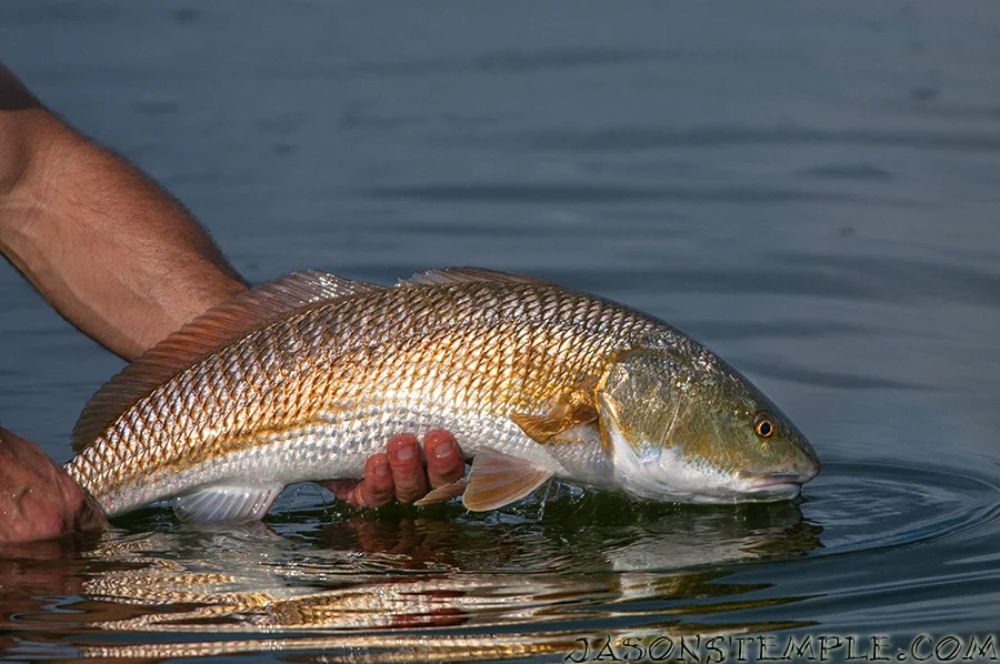 The Best Fishing In The Florida Keys August