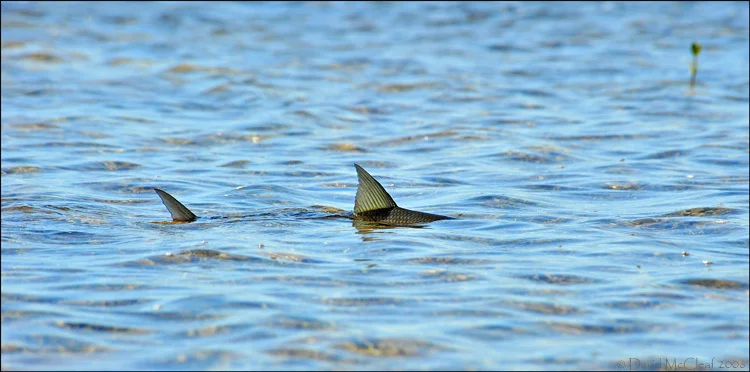 How To Tie A Bonefish Leader On My Fly Rod?
