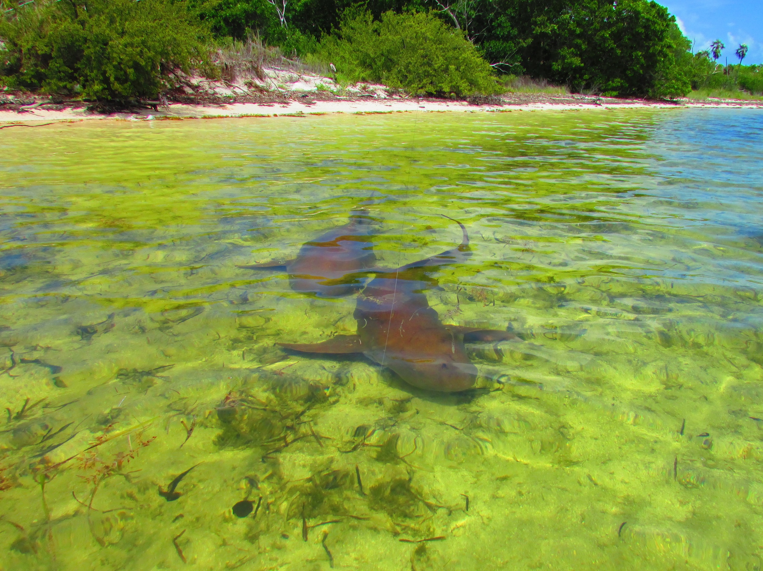 2 Nurse Sharks coming down the flat in the Marquesas