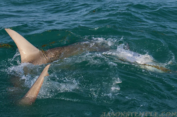 Hammerhead Attack