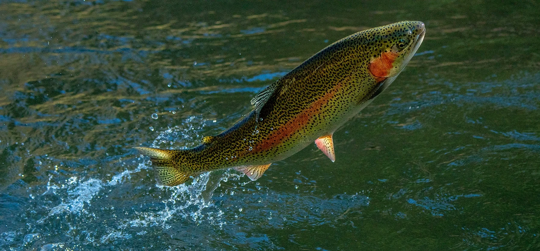 Saltwater Experience Weekly Ep.4 – Giant Georgia Trout