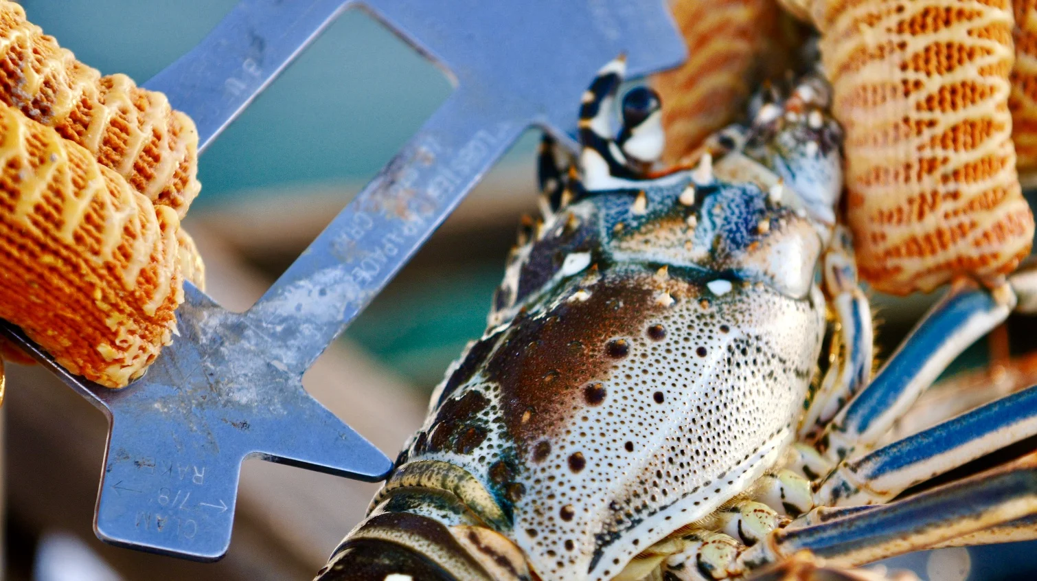 Saltwater Experience Weekly Ep.24 - Commercial Lobstering