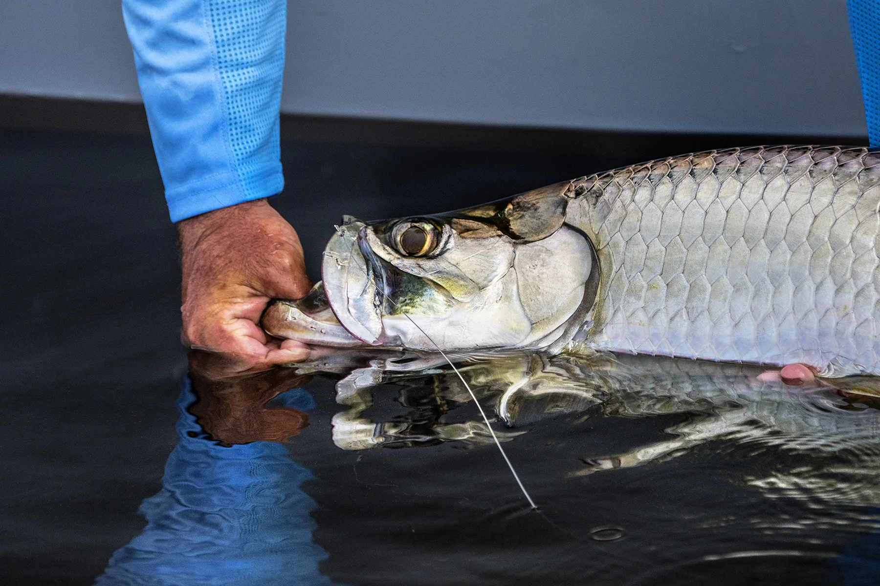 Don’t take the tarpon out of the water.