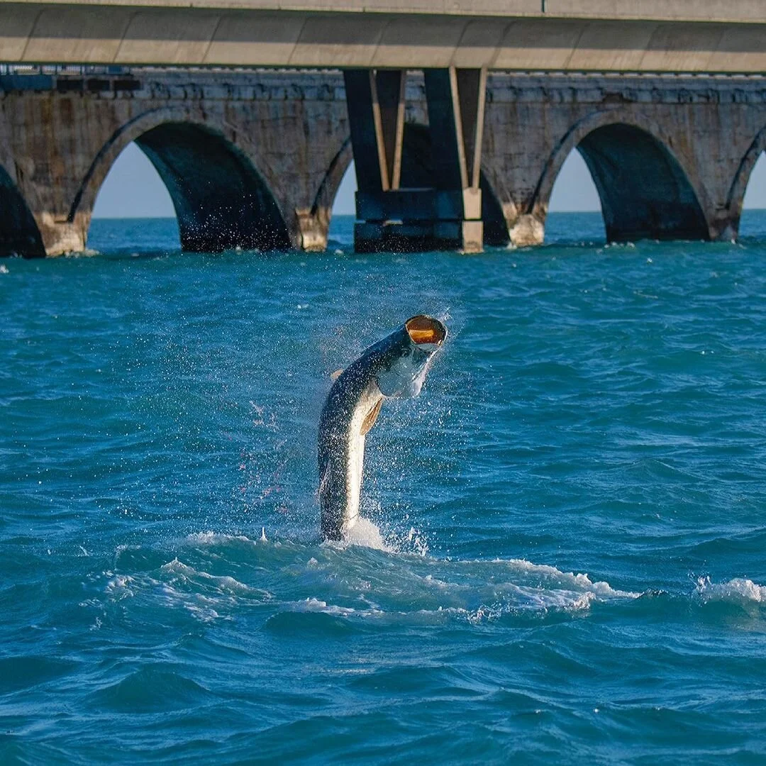 The PERFECT Setup For Tarpon Bridge Fishing - Tom Rowland Podcast