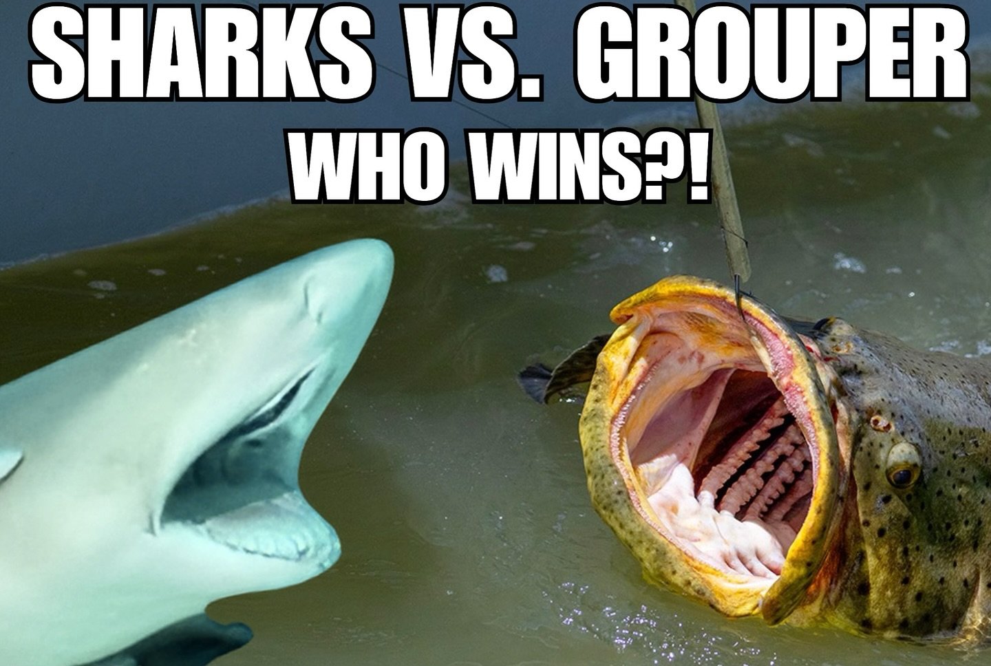 ⚠️ WARNING: Don&rsquo;t put your hand in this muddy creek water! This may have been Tom&rsquo;s most favorite fishing EVER 💯 
Live on @youtube - link in bio &amp; story👆

🦈 Every Cast Was a War &mdash; Goliath Grouper vs Lemon Sharks in the Evergl