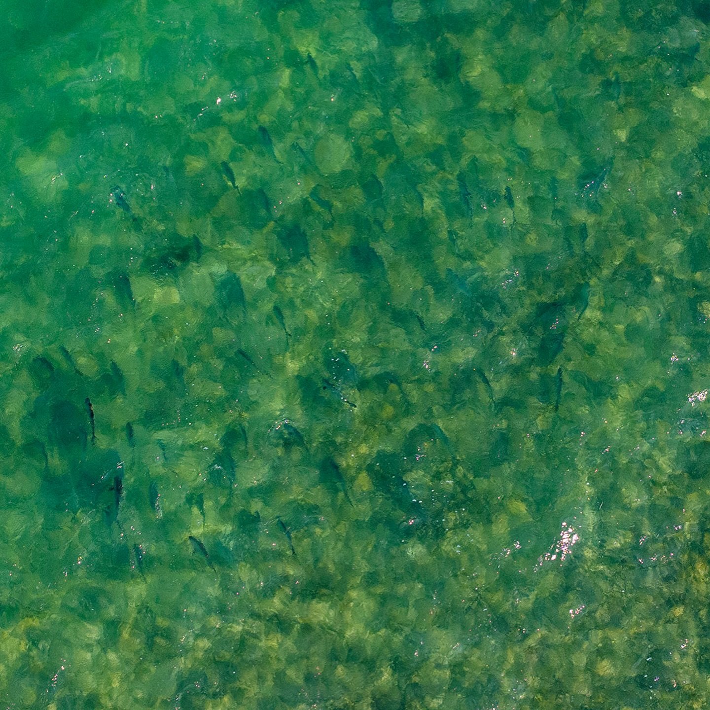 NAME THESE FISH 👀 @lowrancefishing is a game-changer for any fishing trip 🧭&mdash;it turns guesswork into precision, guiding you to hidden hotspots where the fish are stacked 📡 With crystal-clear sonar and detailed maps, it unlocks views and place