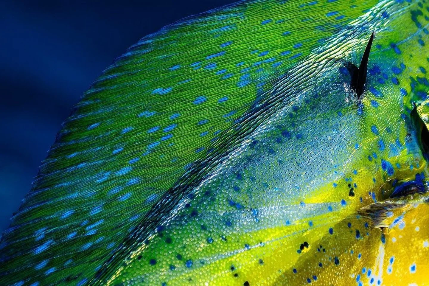 What&rsquo;s your favorite color that comes out of the ocean? Hard to beat a Mahi for straight color, but how about Muttons and Queens or inshore for copper or silver?

Amazing shots by @jasonstemplephoto

 #hookemindaface #fishing #offshore #inshore