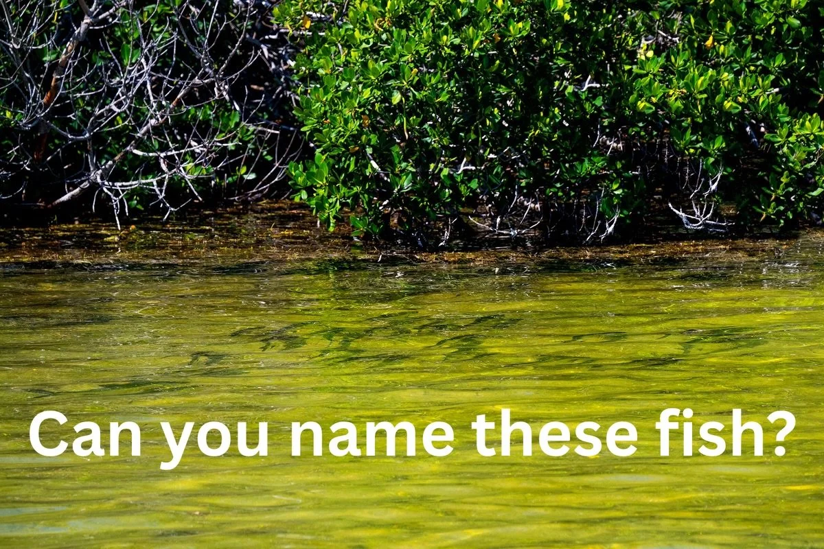 Can you name them? 👀 We could watch these views all day in @thefloridakeys 🏝️ Drift away &hellip; fish away &hellip; 🎶🎣