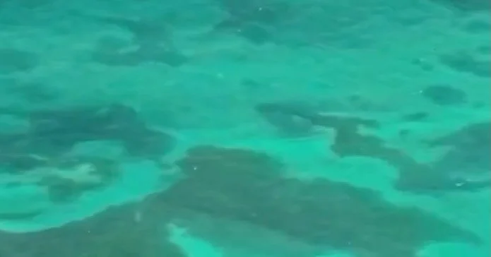 Grouper Season Kickoff at @hawkscaymarina ROUND 2 with @thequalifiedcaptain 🏝️
🗓️ April 30th - May 3rd

➡️ Comment &lsquo;GROUPER&rsquo; for more information!

Last year was incredible &hellip; so we&rsquo;re running it back! 👇

Kick things off ea