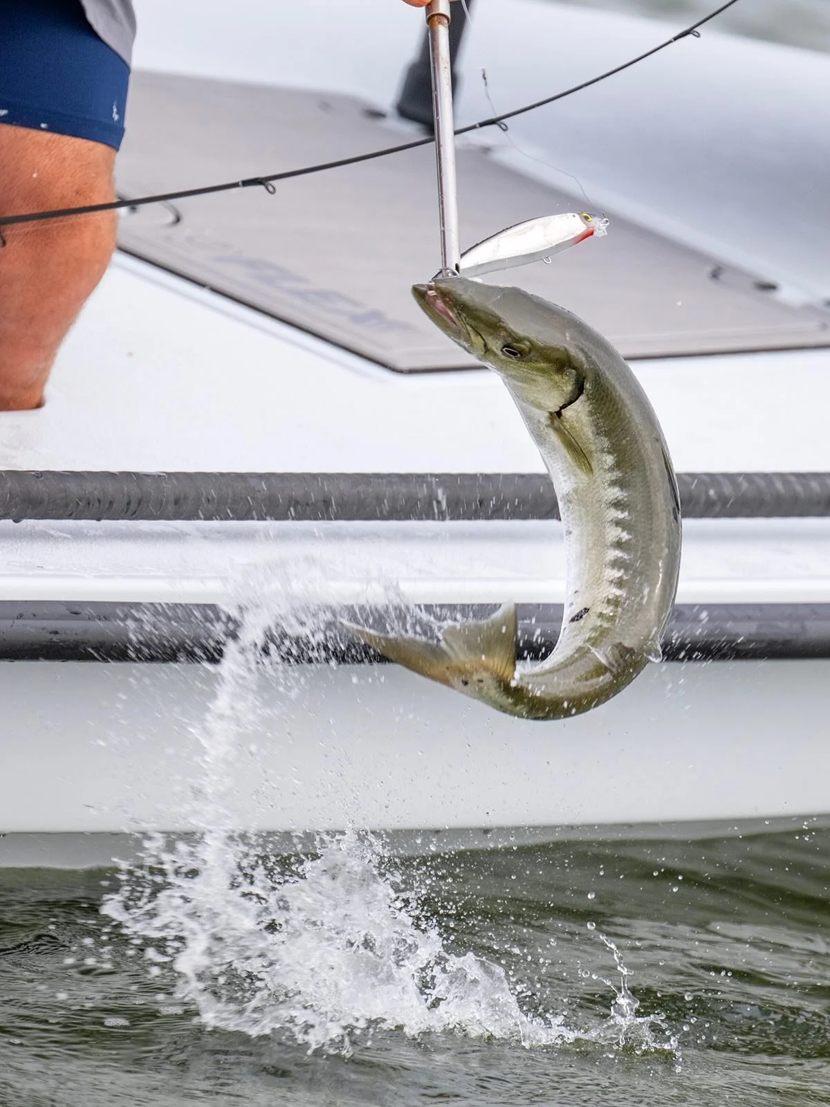 🚨 BIG PINE, BIG CUDAS! NEW EPISODE! Captains @tom_rowland and Rich Tudor trailer the new @cayoboatworks on the custom @ameratrail_boat_trailers from Hawks Cay to Big Pine Key to fish for big winter barracudas!

Our newest season of @hawkscayresort S
