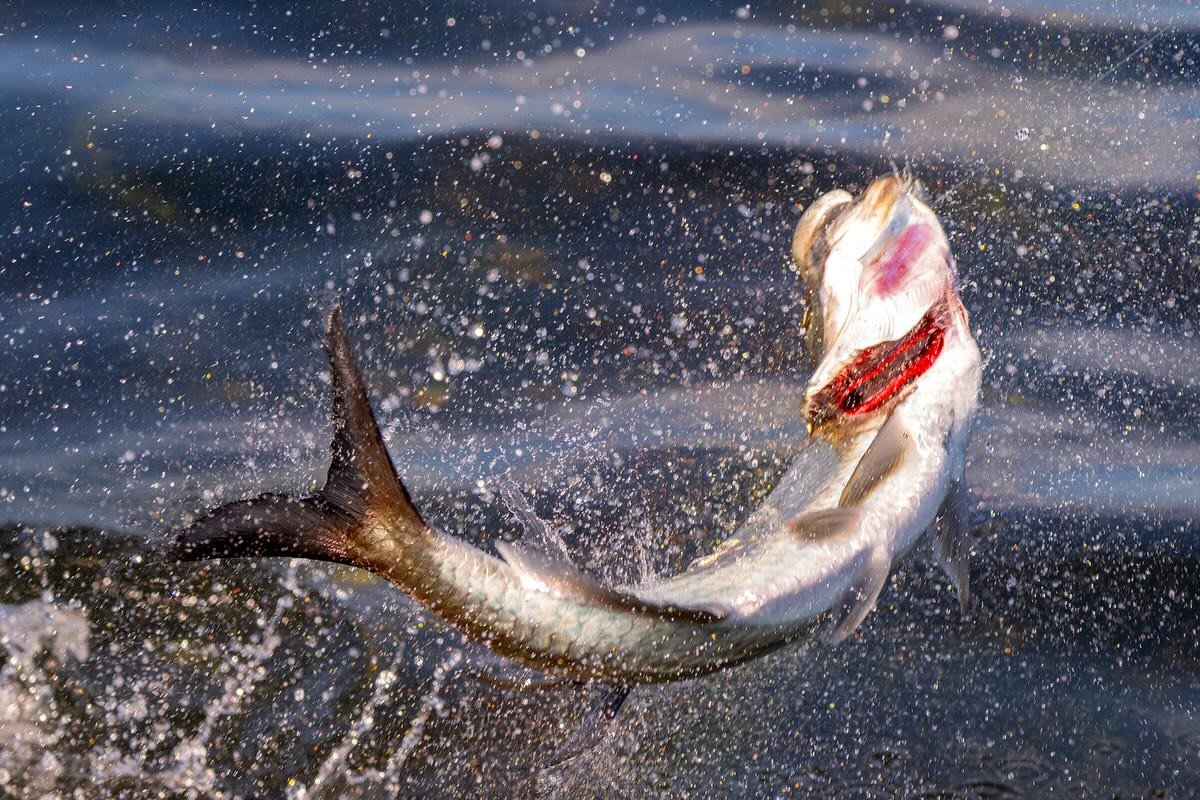 #TarponTuesday LIVE on @waypointtv now! Captains Tom Rowland and Rich Tudor fish with Captain Mason Baker @masonnbakerr and launch in Key Largo @thefloridakeys to fish for baby tarpon in the Everglades in their new Cayo Skiff.

Our newest season of @