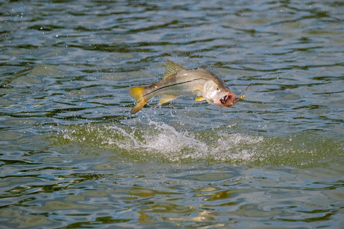 NEW EPISODE 🚨 Fins &amp; Feathers S21:E7 &ldquo;Florida Bay Variety&rdquo; live on @waypointtv 👇

Captains Tom Rowland and Rich Tudor fish Florida Bay out of @hawkscayresort catching an incredible variety of flats species including Tarpon, Snook, R