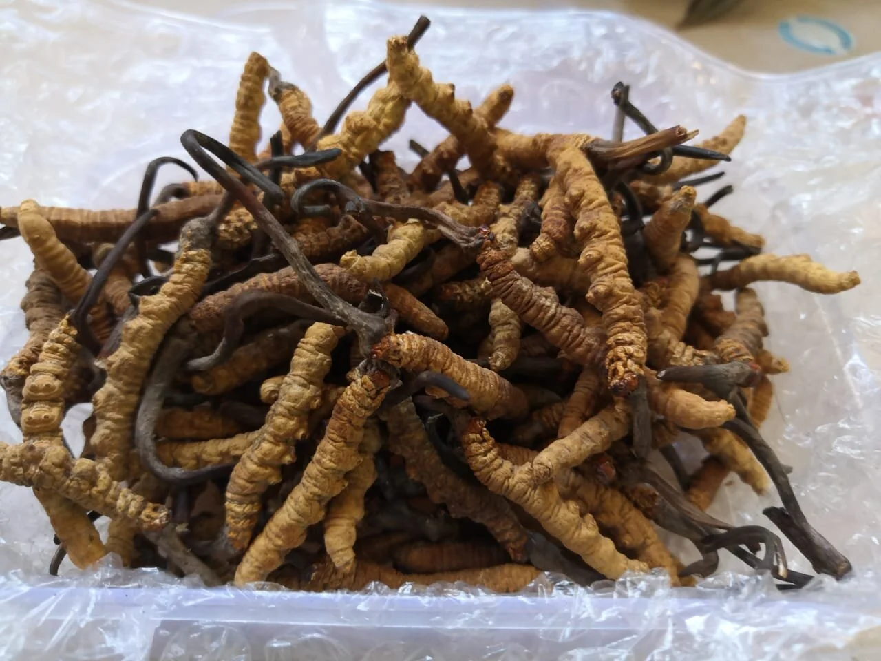 WhatsApp Image 2021-03-14 at 12.18.40.jpeg