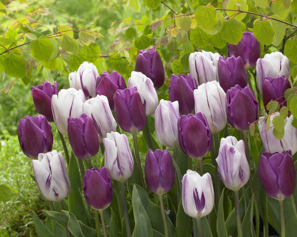 Flaming Purple Mix visi114350.jpg