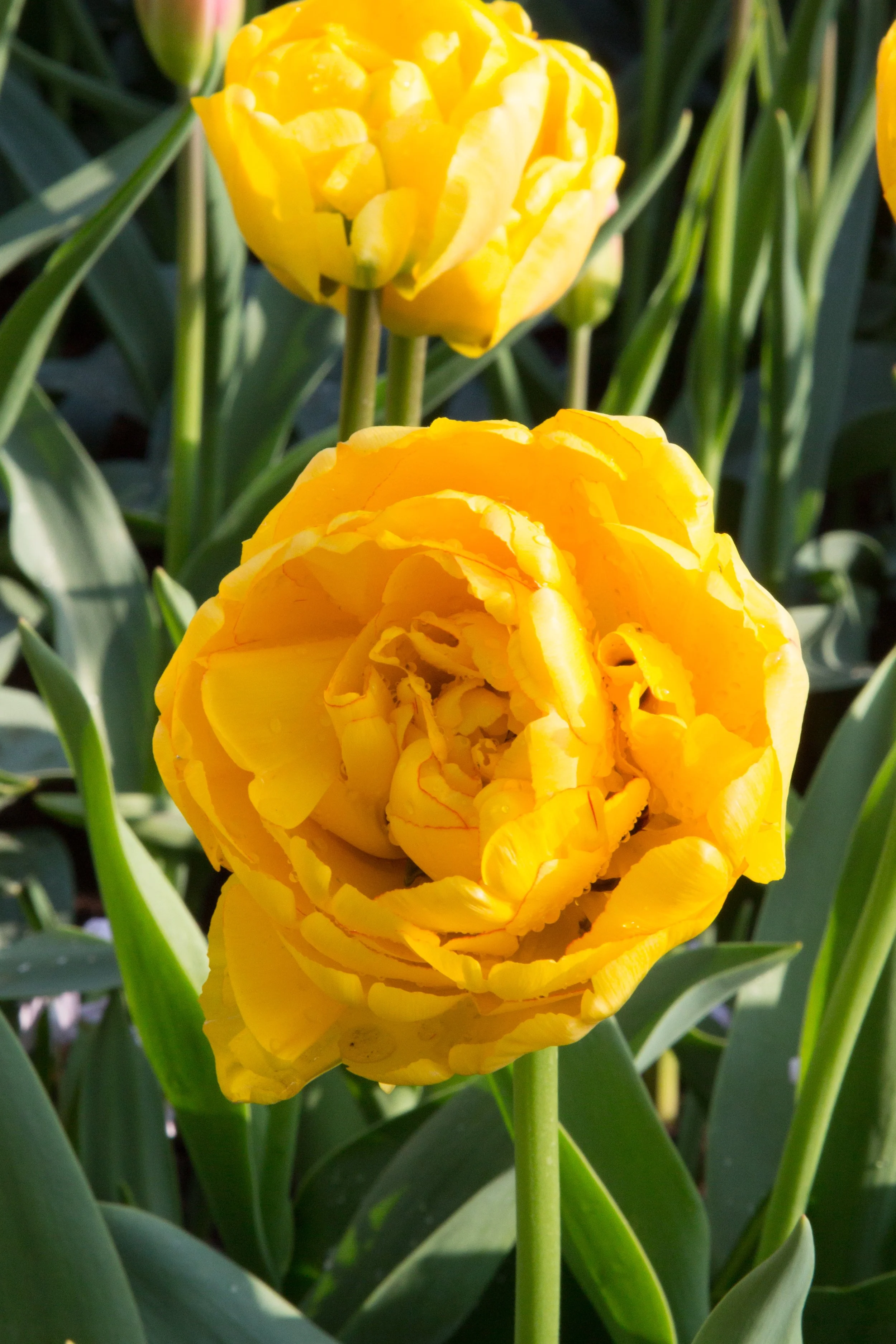 Yellow Pomponette - 25 bulbs