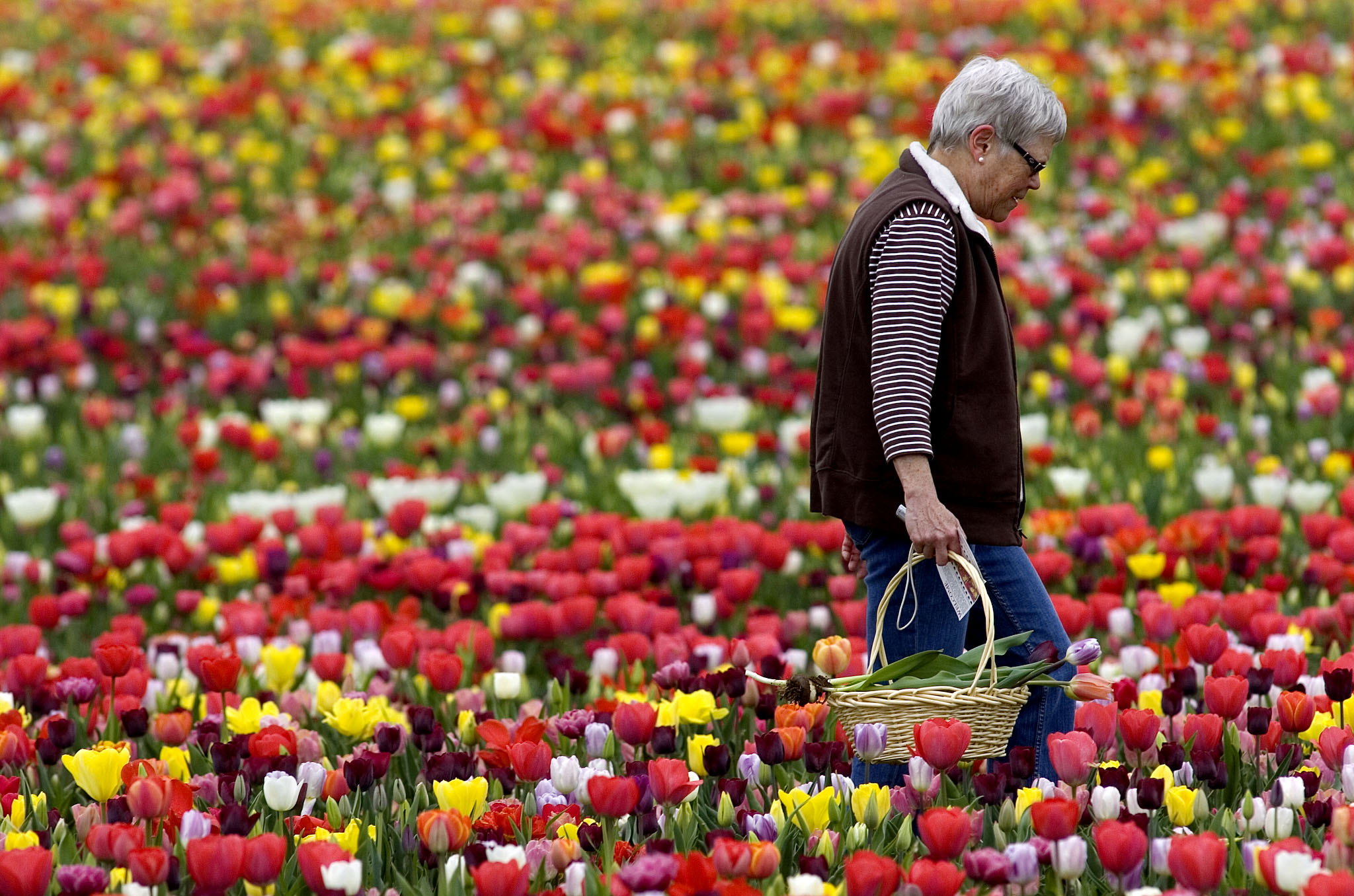 0426 TULIPS01.jpg