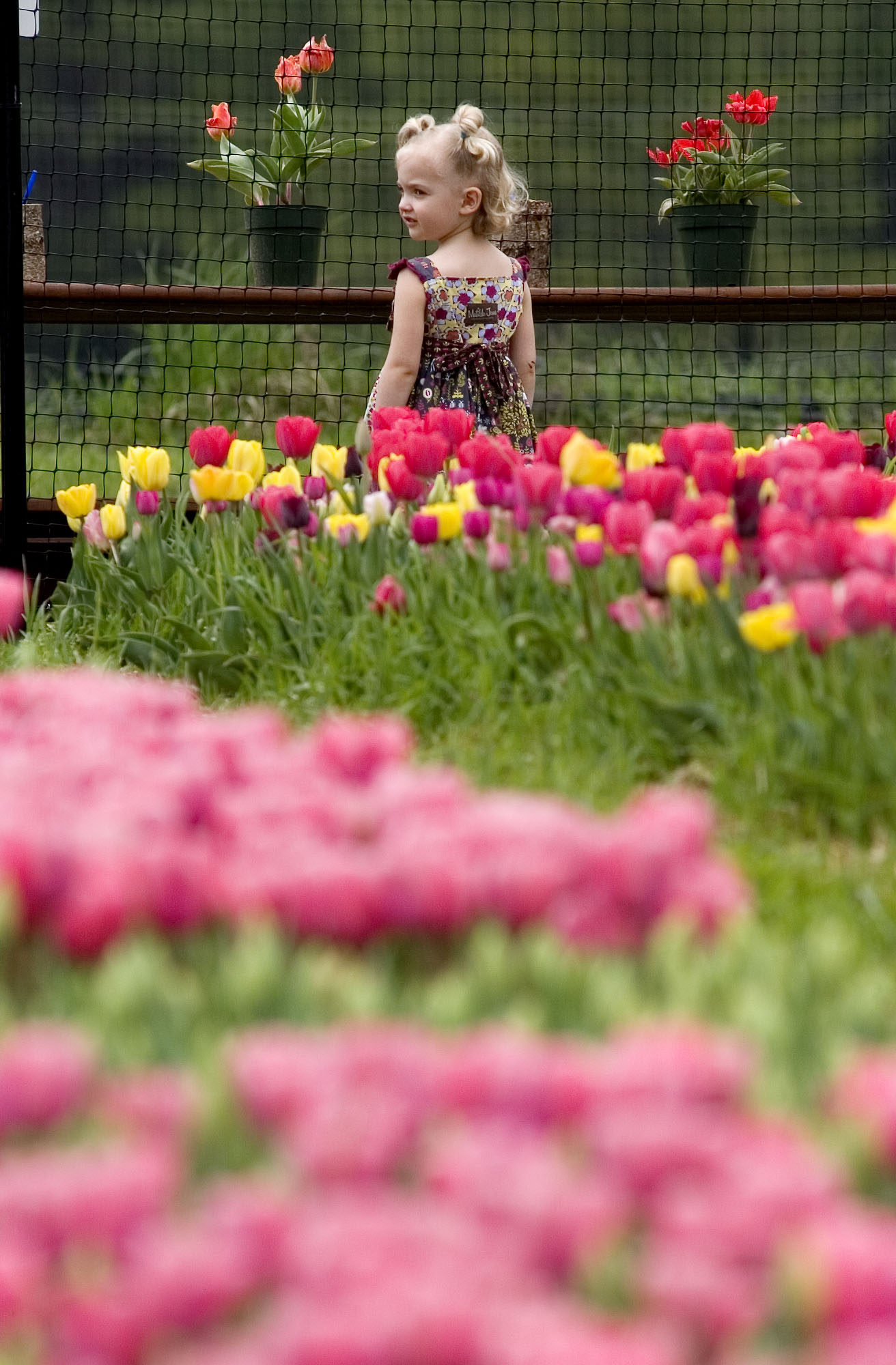 0426 TULIPS05.jpg