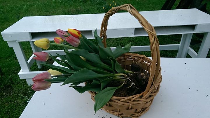 4. Bulbs are cut off at the wrapping station. If you wish to keep your bulbs, they are an additional $1 per bulb. if you want to replant them, you must not cut the stem from the bulb. The bulb uses energy from the leaves to produce next year’s growth. The leaves are nature’s solar panels - they collect the sun's energy and charge the bulb for next year. Tulips are planted in the fall for spring flowering and their chance of surviving after they've been pulled from the ground in the spring is greatly reduced. We treat tulips as annuals and plant new bulbs each year. Learn more about tulips perennializing here.