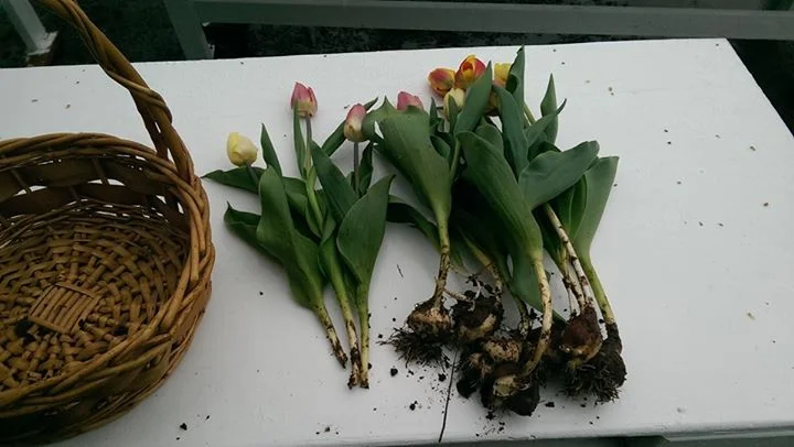 tulips9.jpg