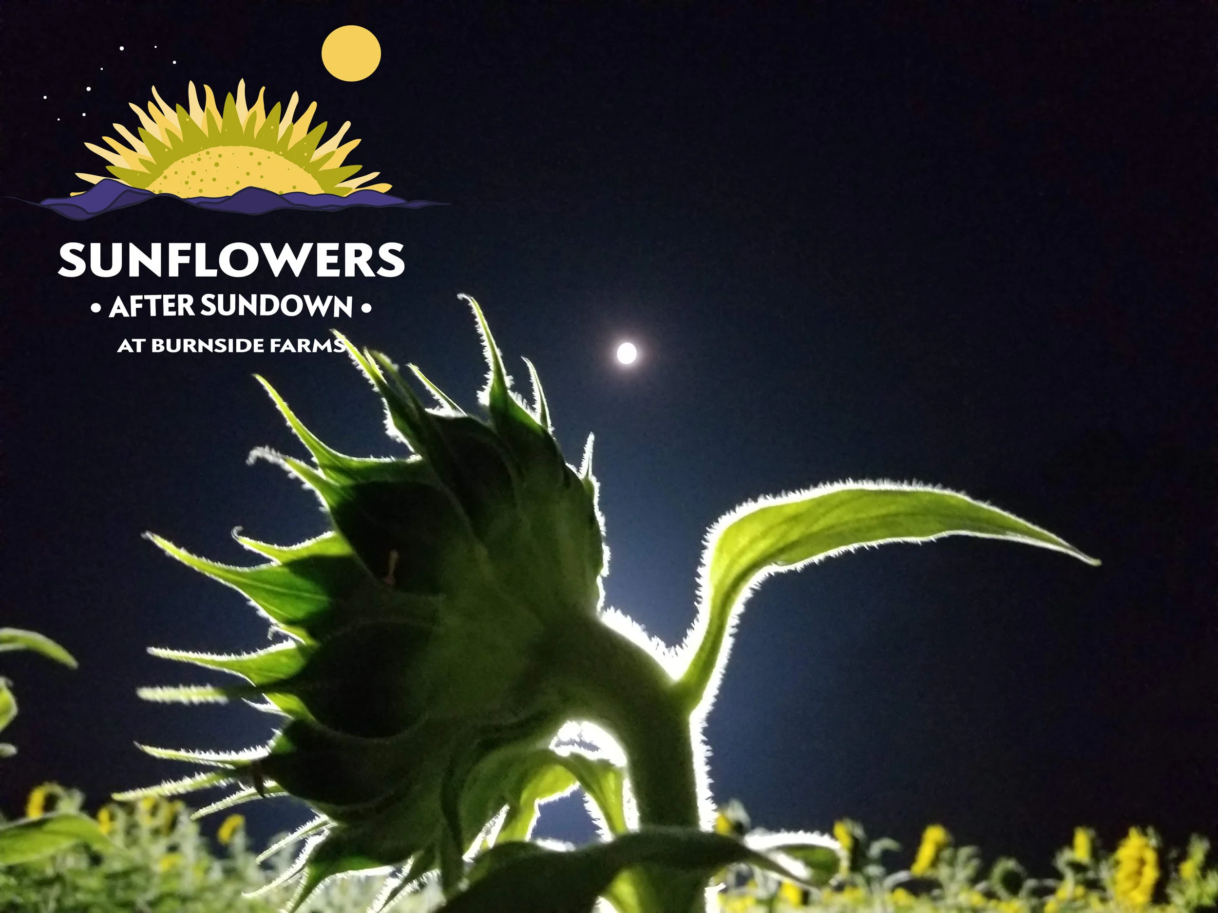 sunflowers_sundown.jpg