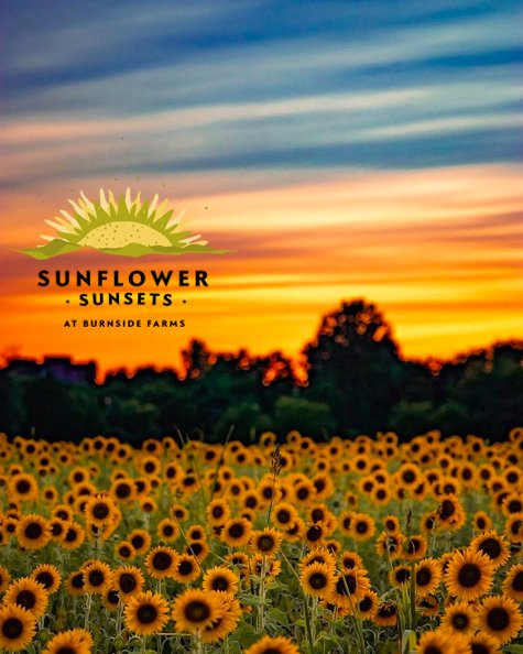 sunsets_sunset_logo.jpg