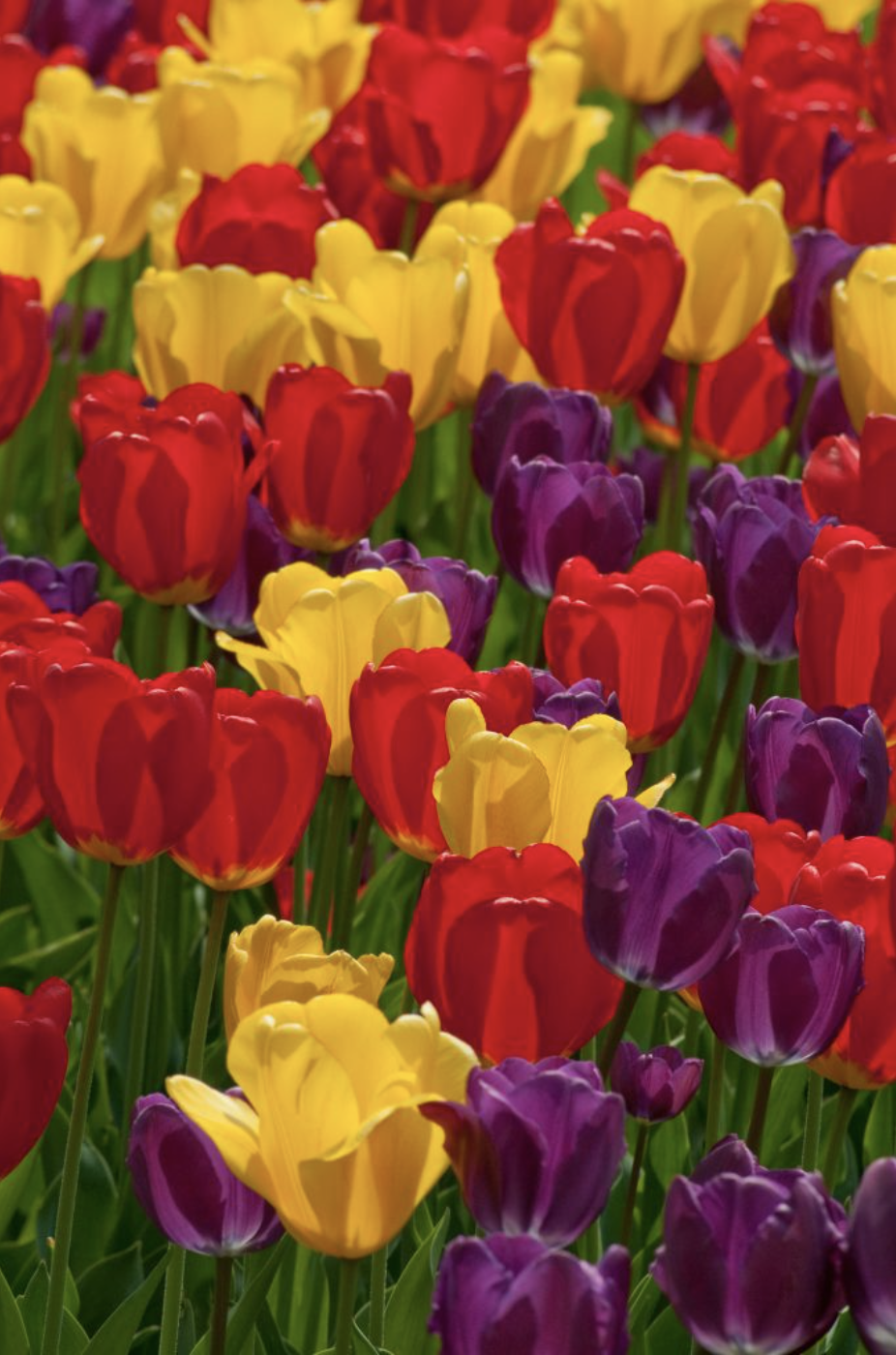 Purdy.png
