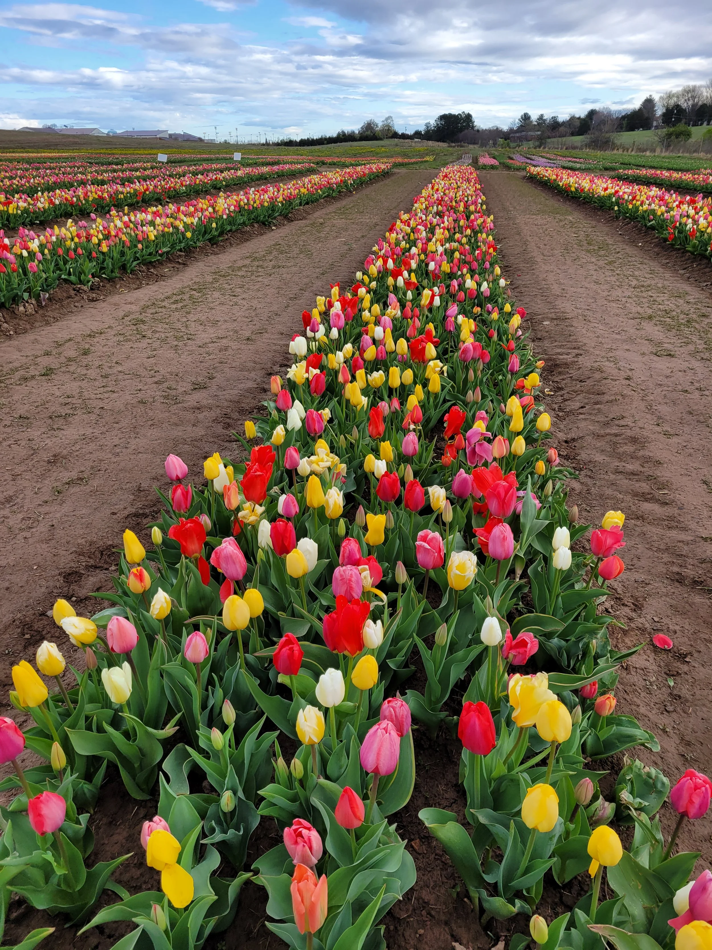 Buy Premium Tulip Bulbs Imported directly From The Netherlands ...