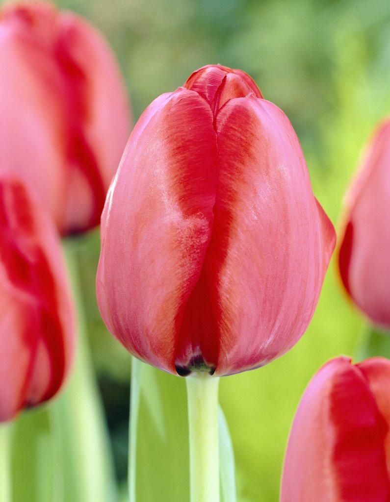 Red Impression visi22581.jpg