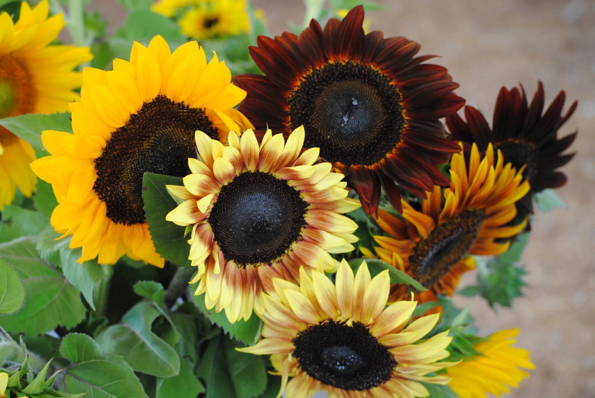 Summer of Sunflowers — Burnside Farms