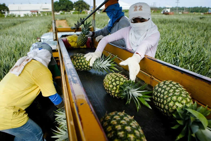 Pineapple plantation workers (Keith Bacongo)