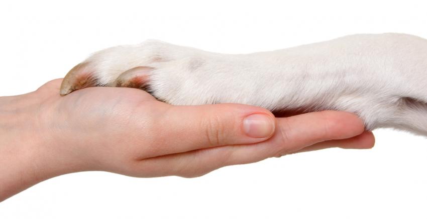 SPAW — Caring For Your Dog's Nails