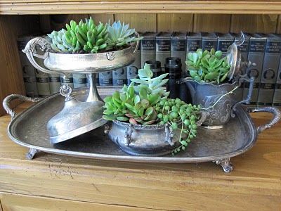 Succulents in Silver!