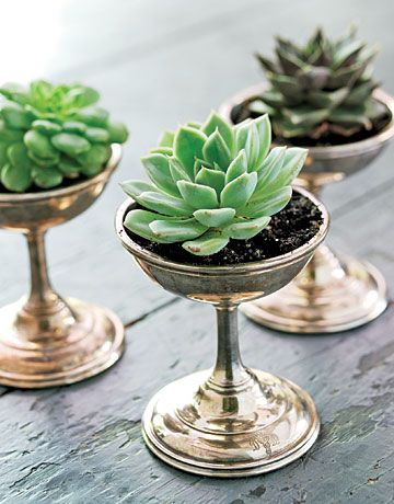 Succulents in Silver!