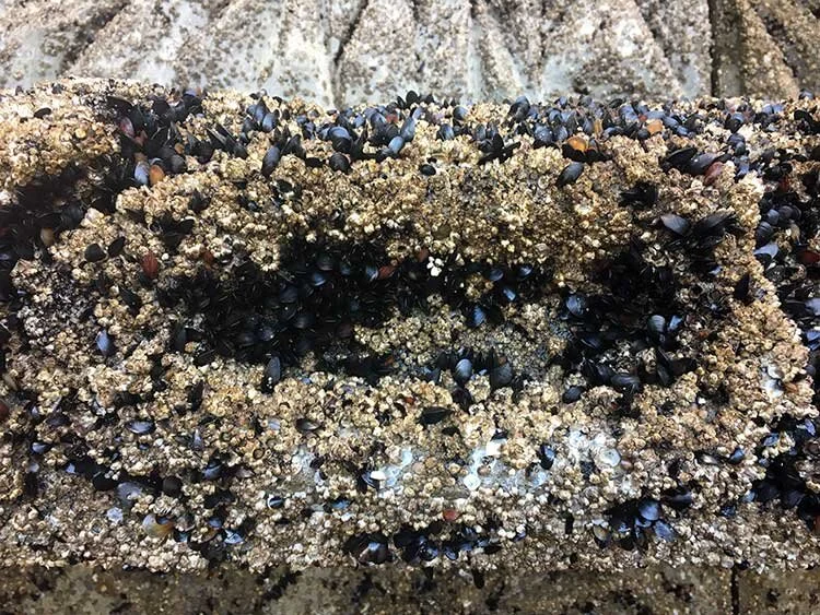 Barnacles.jpg