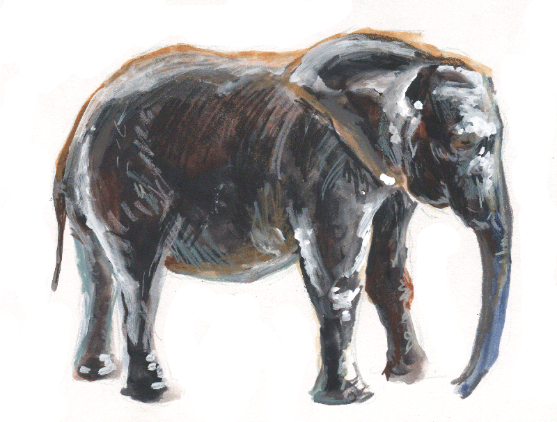 Elephant