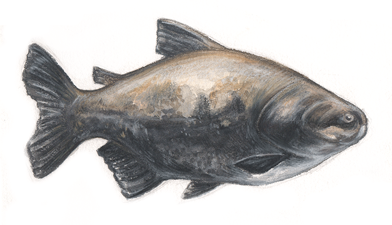 Black Pacu