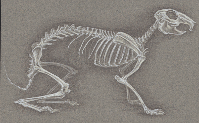 Rabbit Skeleton