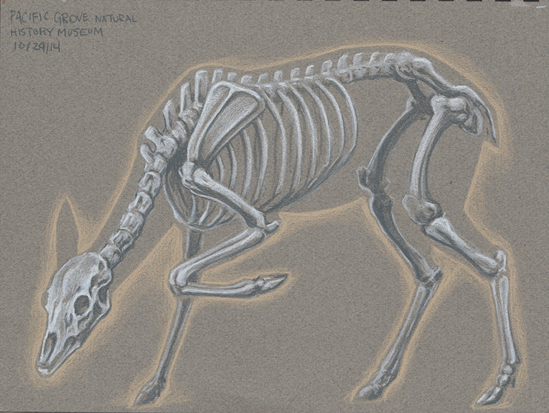 Deer Skeleton