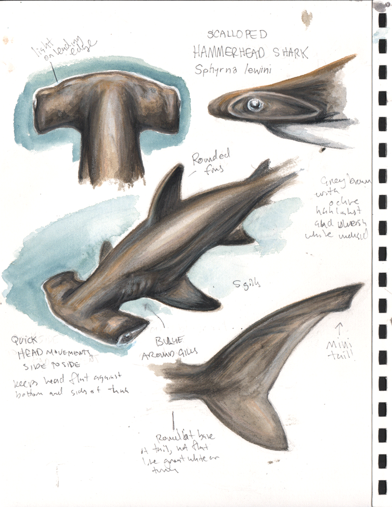 Hammerhead Shark