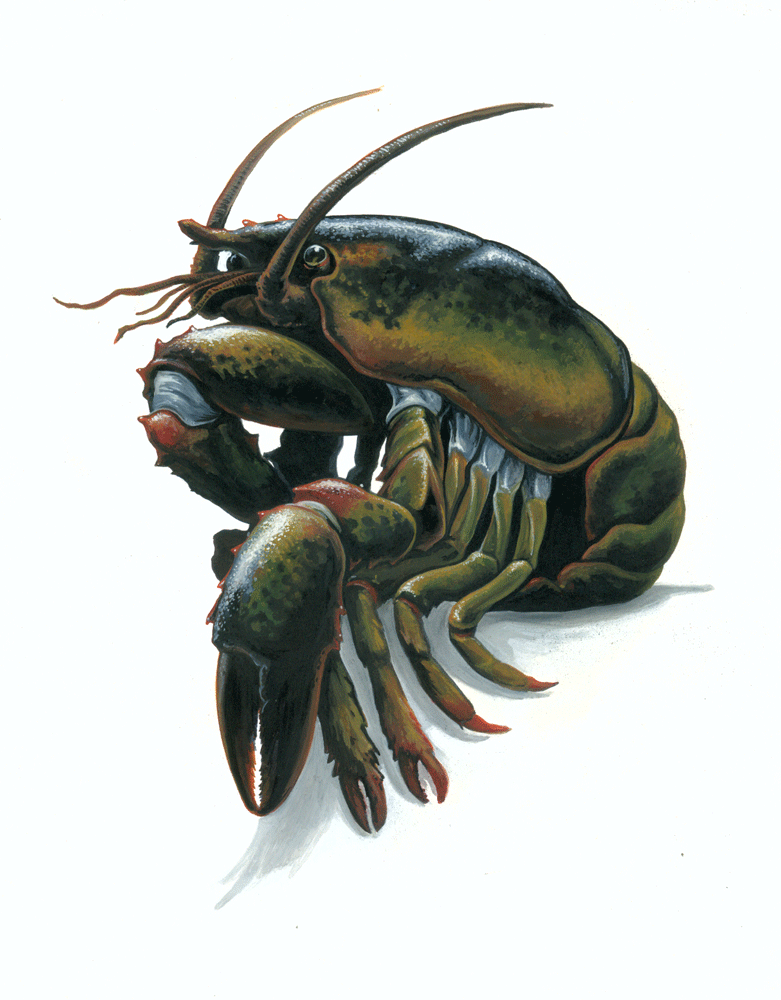 Consider the Lobster