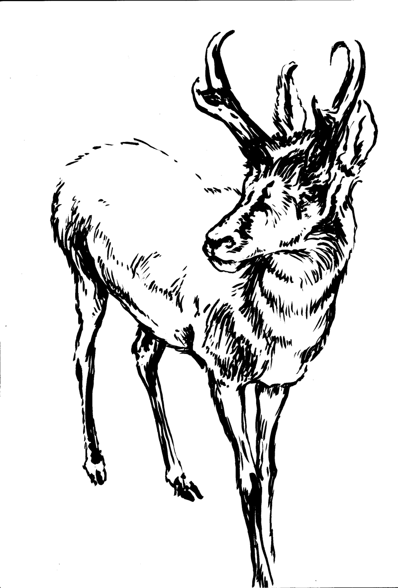 Pronghorn, 