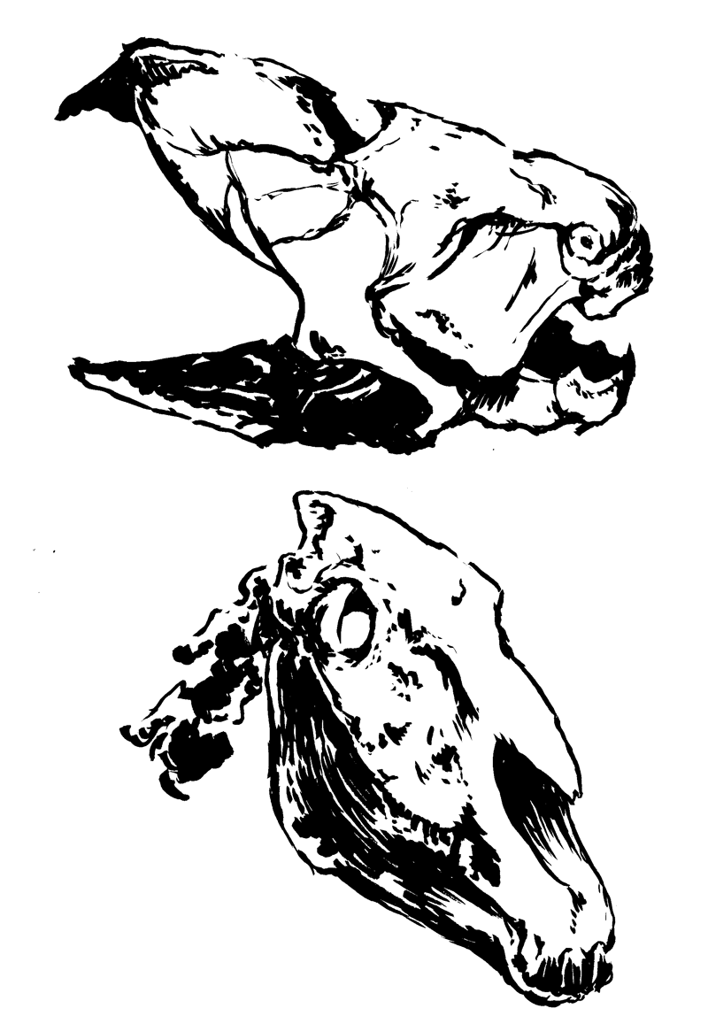 Dunkleosteus, Equus