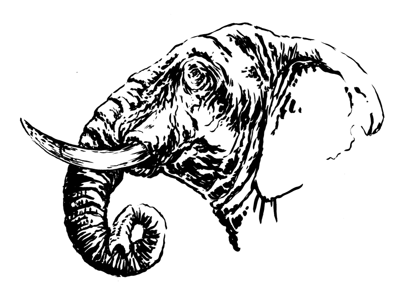 African Elephant