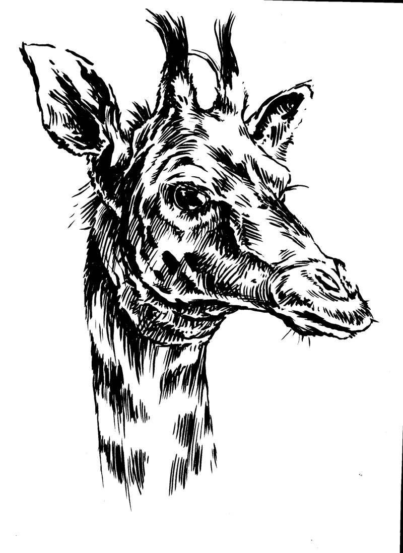 Giraffe