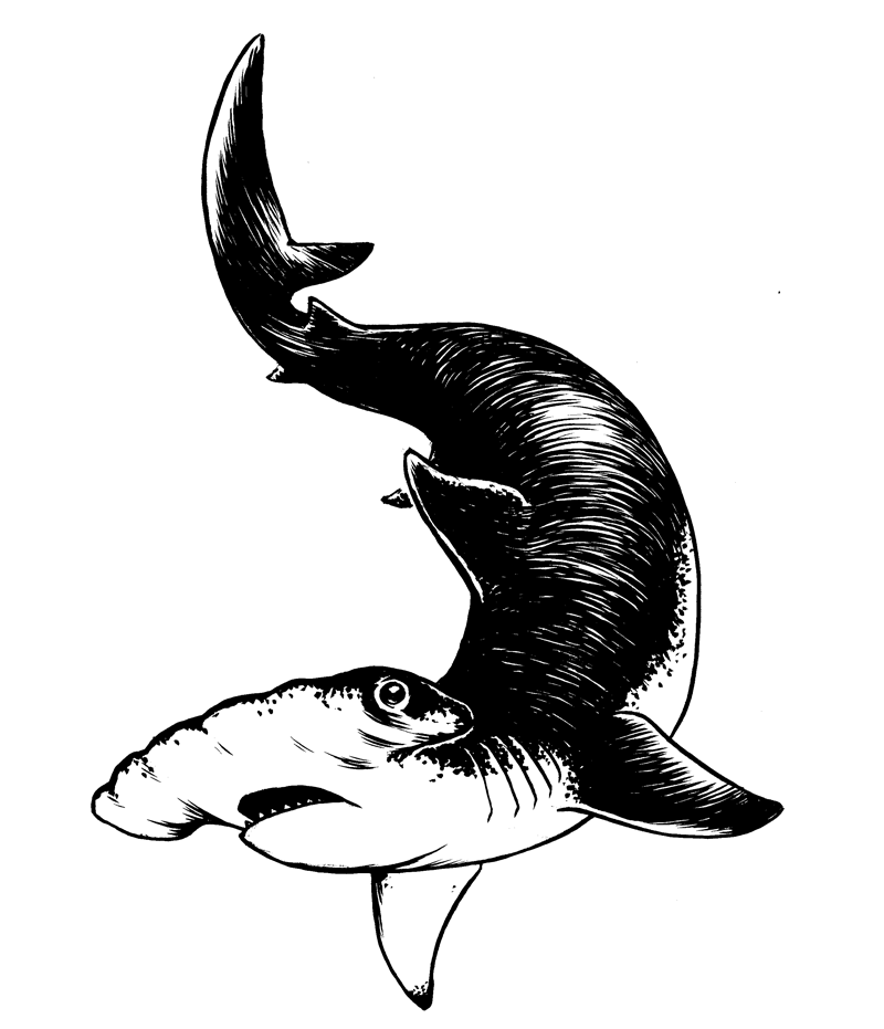 Hammerhead