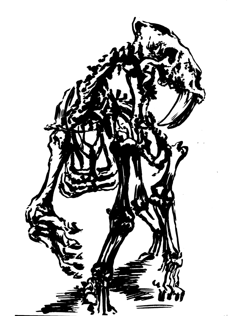 Sabertooth Cat