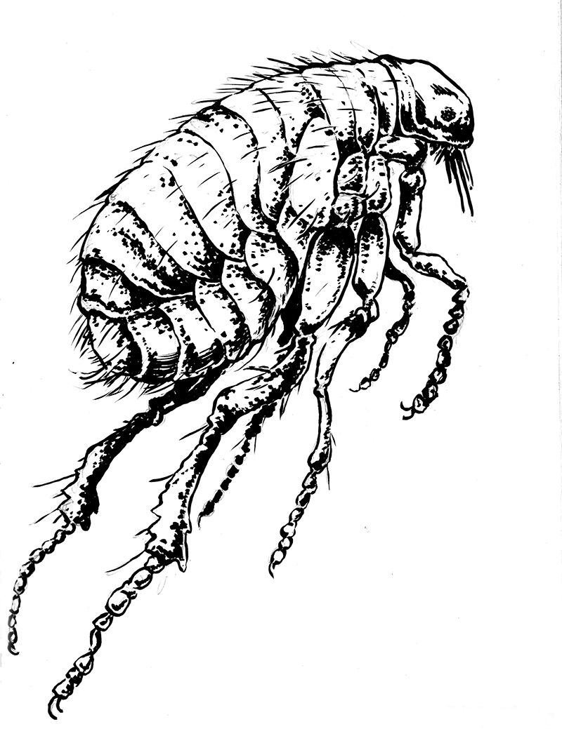 Flea