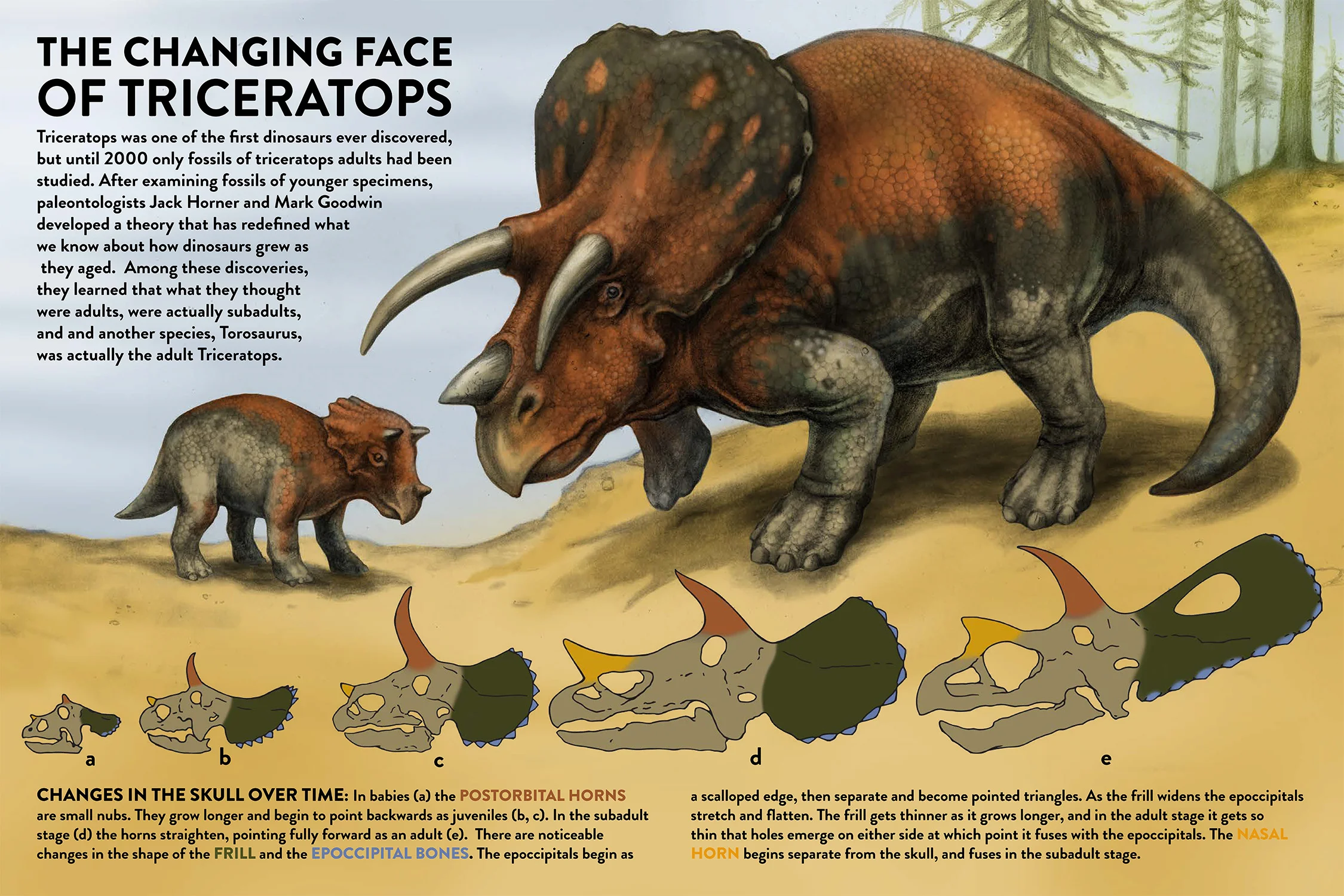 The Changing Face of Triceratops